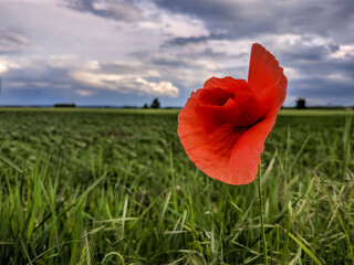 poppy in the field