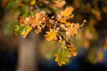 Feuillage aux couleurs de l'automne