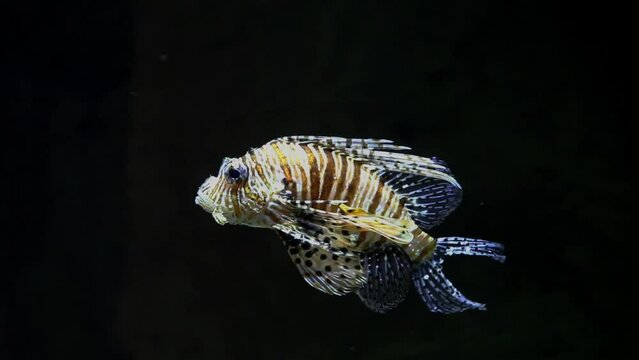 Devil firefish close to tracking shot 