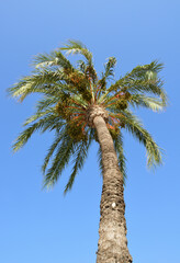 palma in el arenal, palma de mallorca, spanien