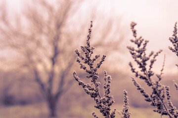 Branches of bushes covered with frost. Winter. Bad weather.