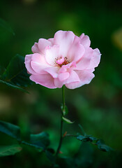 Delicate pink rose. Romantic gentle flower of love. Beautiful natural fresh rose in the garden. Flowering plant in nature.