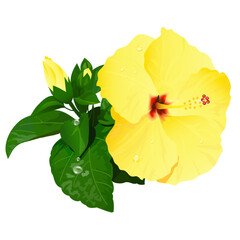 黄色いハイビスカスのイラスト