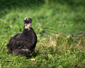 Young black Poland chicken free range in garden