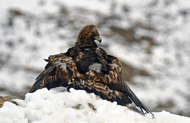 royal eagle in the mountains of the sierra abulense. Avila. Spain
