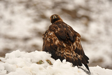 royal eagle in the mountains of the sierra abulense. Avila. Spain