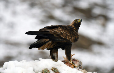 royal eagle in the mountains of the sierra abulense. Avila. Spain