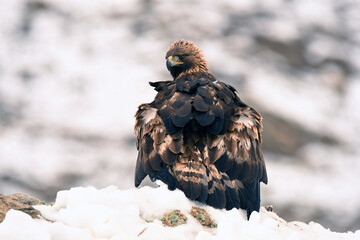 royal eagle in the mountains of the sierra abulense. Avila. Spain