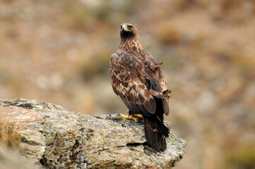 royal eagle in the mountains of the sierra abulense. Avila. Spain