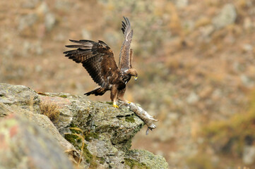 royal eagle in the mountains of the sierra abulense. Avila. Spain