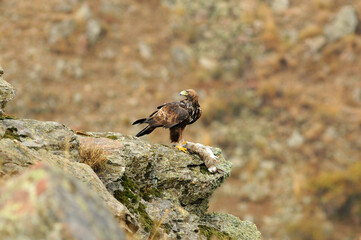 royal eagle in the mountains of the sierra abulense. Avila. Spain