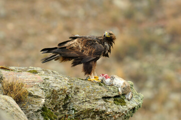 royal eagle in the mountains of the sierra abulense. Avila. Spain