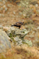 royal eagle in the mountains of the sierra abulense. Avila. Spain