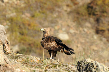 royal eagle in the mountains of the sierra abulense. Avila. Spain