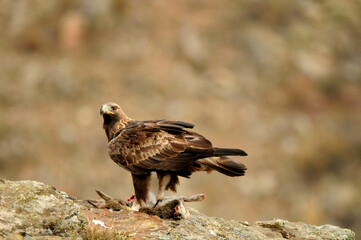 royal eagle in the mountains of the sierra abulense. Avila. Spain