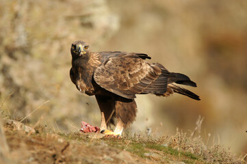 royal eagle in the mountains of the sierra abulense. Avila. Spain