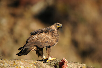 royal eagle in the mountains of the sierra abulense. Avila. Spain