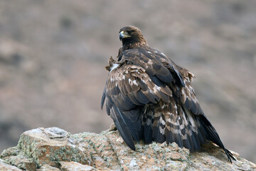 royal eagle in the mountains of the sierra abulense. Avila. Spain