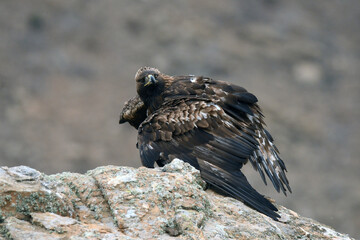 royal eagle in the mountains of the sierra abulense. Avila. Spain