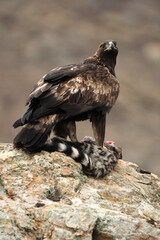 royal eagle in the mountains of the sierra abulense. Avila. Spain