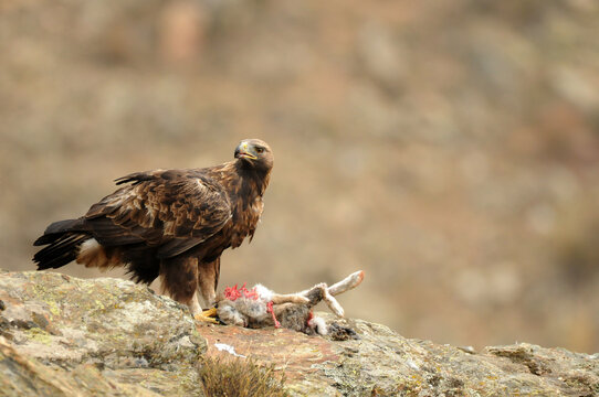 royal eagle in the mountains of the sierra abulense. Avila. Spain