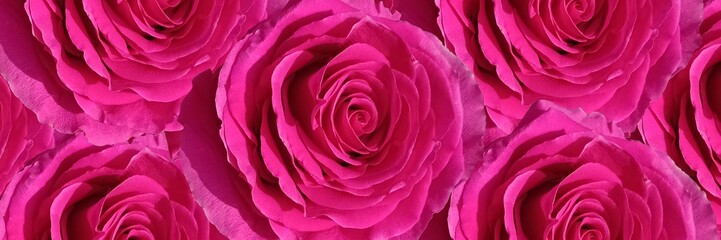 Rose background valentine