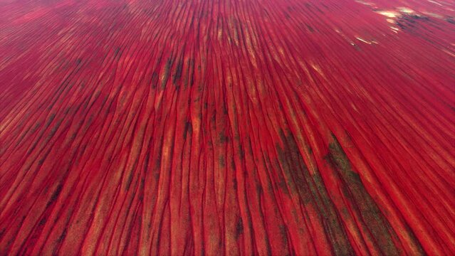 Aerial bird view of the Simpson Desert is a large area of dry red sandy plain in Australia with an erg that contains the worlds longest parallel sand dunes 4k high resolution quality animation