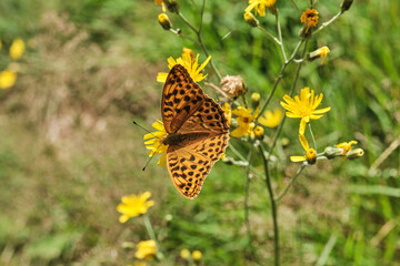Argynnis is an orange butterfly also called Kaisermantel