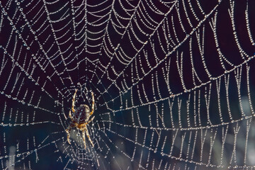 European garden spider on its net