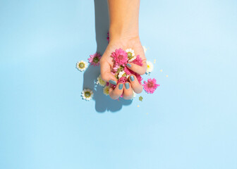 Female hands hold purple and white flower heads on a pastel blue background. Minimal concept with copy space. Top view, woman's day card and greeting card.