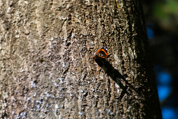 Red admiral butterfly (Vanessa Atalanta) perched on tree in Zurich, Switzerland