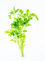 One fresh organic vegetable celery on a white background