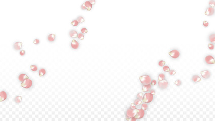Pink Vector Realistic Petals Falling on Transparent Background.  Spring Romantic Flowers Illustration. Flying Petals. Sakura Spa Design. Blossom Confetti. Design Elements for Wedding Decoration.