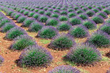 A Beautiful Blooming Lavender Garden © zulkifaltin