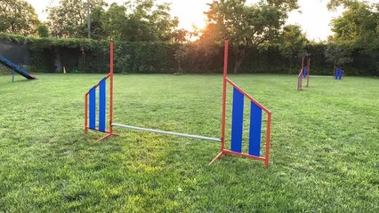 The excited dog jumping over the barrier on the green lawn. Agility sport.