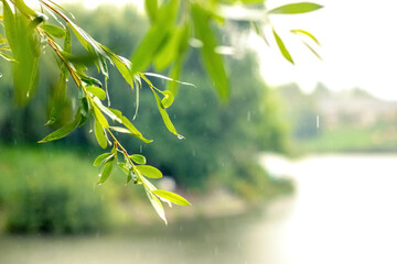 Willow branches with green leaves near the river in the rain