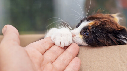 The man reaches out to the kitten in a box. A small cute fluffy kitten is playing with a man's hand