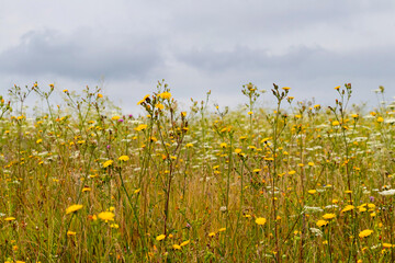 Thickets of wild flowers in an abandoned field in cloudy weather