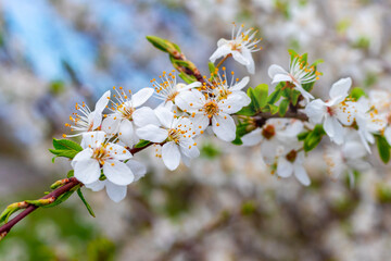 Cherry plum branch with flowers and buds, cherry plum blossoms