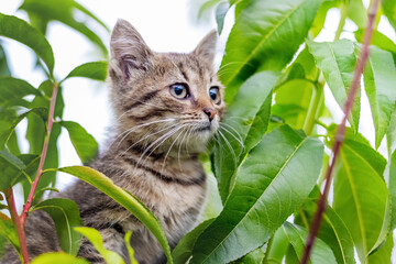 Small striped kitten with an attentive look  in a tree