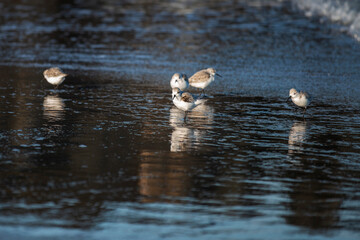 Groupe de goélands juvéniles sur une plage en Italie