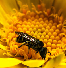 bee on yellow flower
