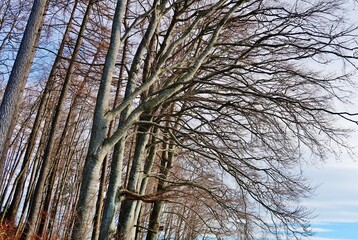 Kahle Buchen am Waldrand