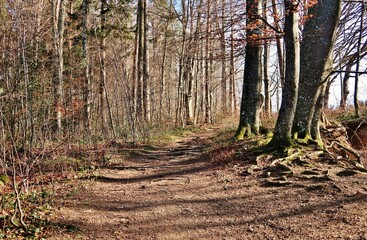 Winterlicher Wald