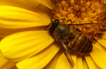 fly on yellow flower