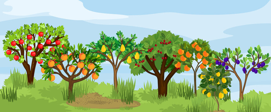 Landscape with different fruit trees with ripe fruits on the branches. Harvest time