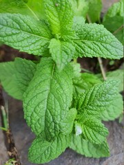 Close-up on mint leaf grown in a garden.