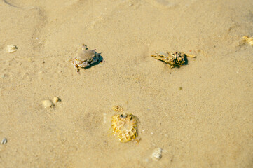 Crab on a sand.crab on the beach.