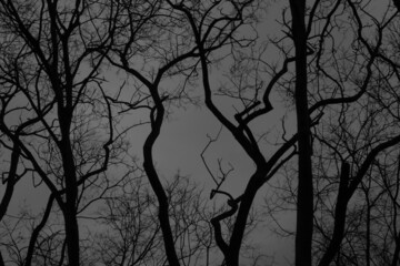 Withered tree branches, branches that have shed their leaves in the gray-white sky.
