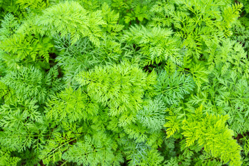 Emerald green carrot leaves background